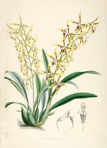 Odontoglossum lindleyanum alkotó: Walter Hood Fitch