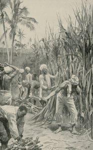 Trinidad kulisszák dolgoznak egy nádmezőn alkotó: Walter Stanley Paget