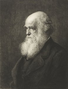 Charles Robert Darwin (metszet) alkotó: Walter William (after) Ouless