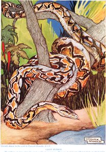 Giant Python, illusztráció a „The New Natural History”-ból, John Arthur Thompson (1861-1933), kiadó: G.P. Putnam fiai, 1926