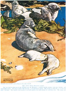 The Grey Seal, illusztráció a „The New Natural History”-ból, John Arthur Thompson (1861-1933), kiadó: G.P. Putnam fiai, 1926