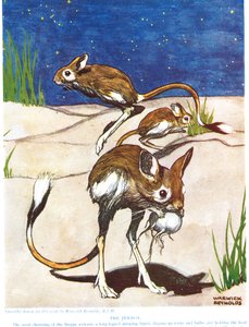 The Jerboa, illusztráció a „The New Natural History”-ból, John Arthur Thompson (1861-1933), kiadó: G.P. Putnam fiai, 1926