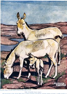 Az Onager a „The New Natural History”-ból, John Arthur Thompson (1861-1933), kiadó: G.P. Putnam fiai, 1926