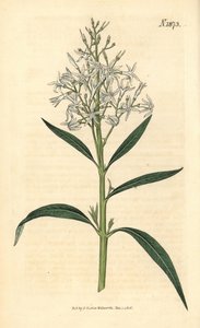 Kék amsonia – Amsonia tabernaemontana var. salicifolia (fűzlevelű amsonia, Amsonia salicifolia). Weddell kézzel színezett botanikai metszete John Sims Curtis Botanical Magazine című művéből, Couchman, London. alkotó: Weddell Weddell
