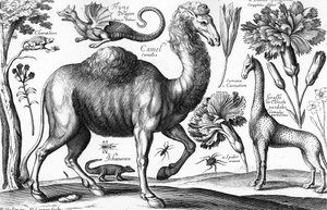Animals, Wild and Beasts, vésette David Loggan