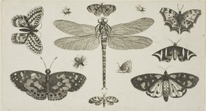Egy szitakötő, katicabogarak és pillangók, a Diversae Insectorum... Figurae című kötetből. alkotó: Wenceslaus Hollar