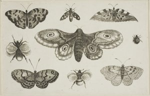 Egy lepke, lepkék és méhek alkotó: Wenceslaus Hollar