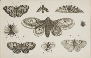 Egy lepke, lepkék és méhek alkotó: Wenceslaus Hollar