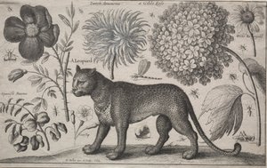 Állatok és növények: Leopárd növényekkel és rovarokkal, 1662. alkotó: Wenceslaus Hollar