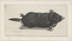 döglött anyajegy alkotó: Wenceslaus Hollar