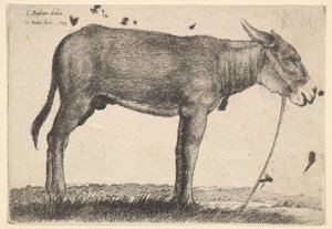 Szamár, 1649. alkotó: Wenceslaus Hollar