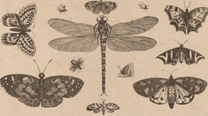 Szitakötő, katica és pillangó. alkotó: Wenceslaus Hollar