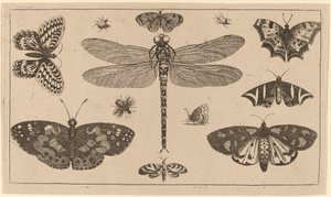 Szitakötő, katica és pillangó alkotó: Wenceslaus Hollar