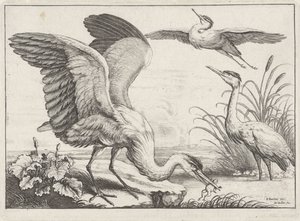 Három gém Diversae avium fajok (sorozat címe) Különböző madarak (sorozat címe) alkotó: Wenceslaus Hollar