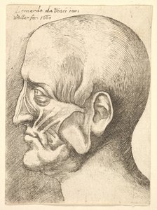 Ecorche férfi feje profilban balra, 1660. alkotó: Wenceslaus Hollar