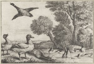 kacsák Diversae avium fajok (sorozat címe) Különböző madarak (sorozat címe) alkotó: Wenceslaus Hollar