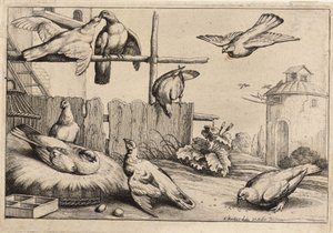 Nyolc galamb. 1. állapot alkotó: Wenceslaus Hollar