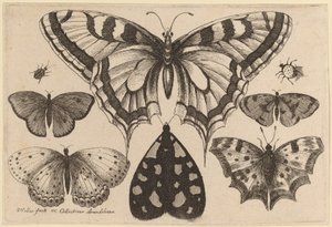 Öt pillangó, egy lepke, egy bogár és egy pók alkotó: Wenceslaus Hollar