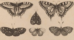 Öt pillangó és egy lepke. alkotó: Wenceslaus Hollar