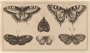 Öt pillangó és egy lepke alkotó: Wenceslaus Hollar
