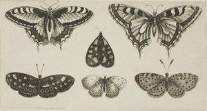 Öt pillangó és egy lepke alkotó: Wenceslaus Hollar