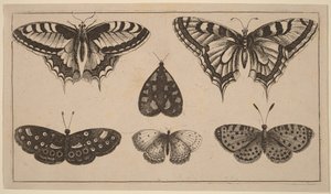 Öt lepke és egy moly alkotó: Wenceslaus Hollar