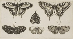 Öt pillangó és egy lepke alkotó: Wenceslaus Hollar