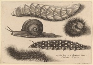 Négy hernyó és egy csiga alkotó: Wenceslaus Hollar