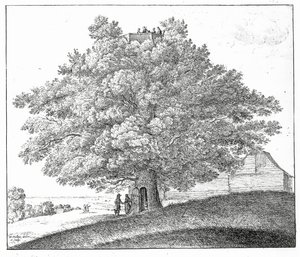 Hollow Tree Hampsteadben, 1663