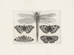 Szitakötő és négy pillangó alkotó: Wenceslaus Hollar
