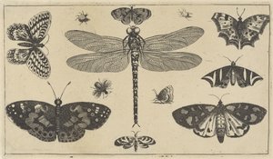 Szitakötő, katicabogarak és pillangók Különféle rovarok (sorozat címe) Diversae Insectorum (sorozat címe) alkotó: Wenceslaus Hollar