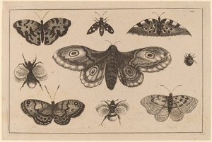 Lepkék, lepkék és méhek alkotó: Wenceslaus Hollar
