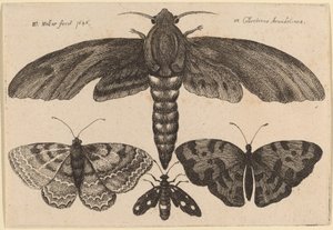Moly és három pillangó alkotó: Wenceslaus Hollar