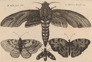 Moly és három pillangó, 1646. alkotó: Wenceslaus Hollar