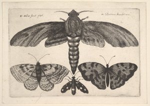 Moly és három pillangó, 1646. alkotó: Wenceslaus Hollar