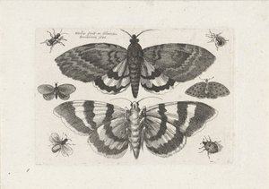 Molyok és apró rovarok Rovarok (sorozat címe) Muscarum Scarabeorum (sorozat címe) alkotó: Wenceslaus Hollar