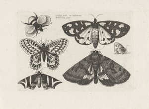 Lepkék, lepkék és egy poszméh Rovarok (sorozat címe) Muscarum Scarabeorum (sorozat címe) alkotó: Wenceslaus Hollar