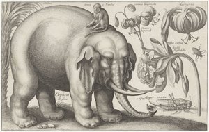 Elefánt, majom, virágok és rovarok Növények és állatok (sorozat címe) Animalium Ferarum (sorozat címe az objektumon) alkotó: Wenceslaus Hollar