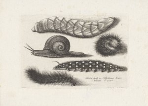 Hernyók és egy csiga Rovarok (sorozat címe) Muscarum Scarabeorum (sorozat címe) alkotó: Wenceslaus Hollar