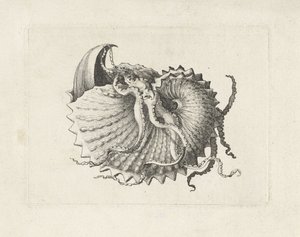 Shell, argonauta nodosa Shells (sorozat címe) alkotó: Wenceslaus Hollar