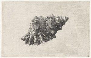 Kagyló, bursa rubeta Shells (sorozat címe) alkotó: Wenceslaus Hollar