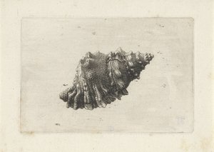 Kagyló, bursa rubeta Shells (sorozat címe) alkotó: Wenceslaus Hollar