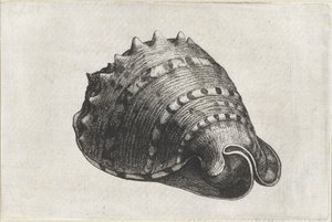 Kagyló, cassis cornuta Shells (sorozat címe) alkotó: Wenceslaus Hollar