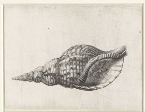 Kagyló, charonia tritonis Shells (sorozat címe)