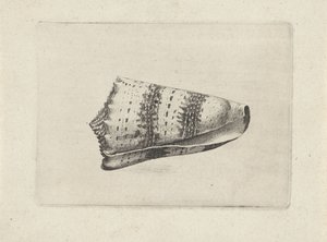 Shell, conus imperialis Shells (sorozat címe) alkotó: Wenceslaus Hollar