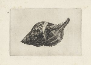 Kagyló, fasciolaria tulipa Shells (sorozat címe) alkotó: Wenceslaus Hollar