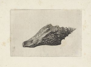 Kagyló, hemifusus ternatanus Shells (sorozat címe) alkotó: Wenceslaus Hollar