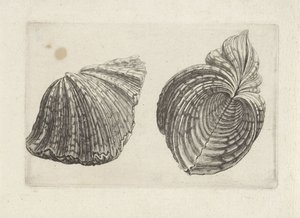Kagyló, víziló víziló Shells (sorozat címe)