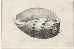 Shell, melo amphora Shells (sorozat címe) alkotó: Wenceslaus Hollar