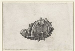 Shell, melongena melongena Shells (sorozat címe) alkotó: Wenceslaus Hollar